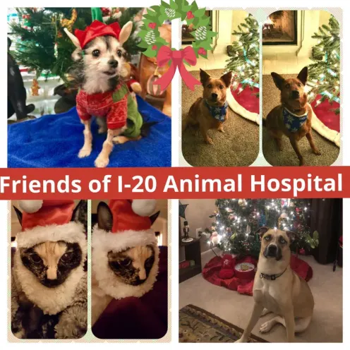 Images of dogs with Christmas decorations